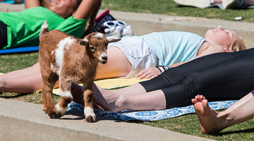 Goat Yoga. Yes, With Actual Goats.