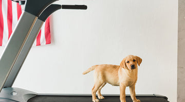 5 Steps to Train Your Dog to Walk on a Treadmill
